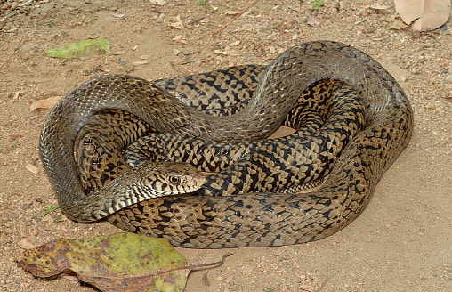Вырастают до 2 метров и больше: в Беларуси может появиться новый вид змей – как им помогла снежная зима?