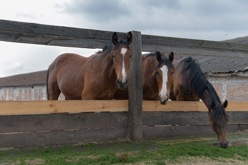 Лошади в Столинском районе 28.jpg