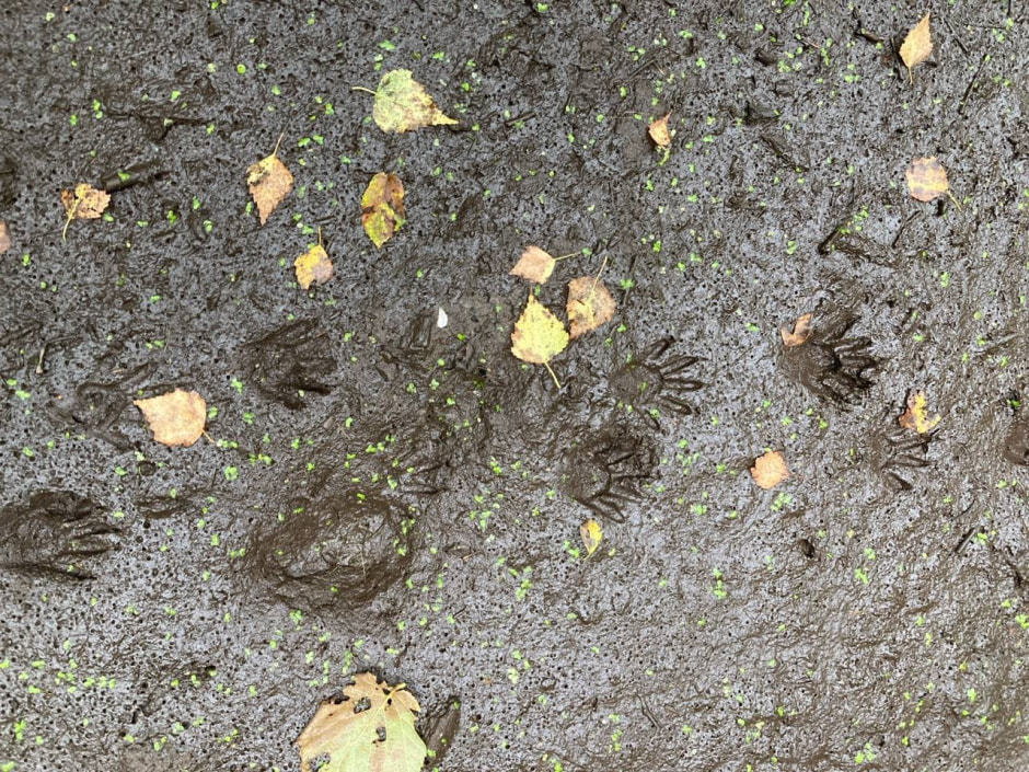 Следы енота полоскуна.jpg