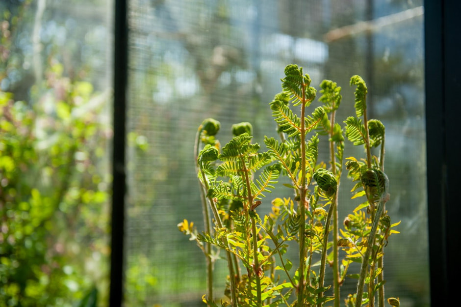 Семья Шокало и экзотический сад 29.jpg