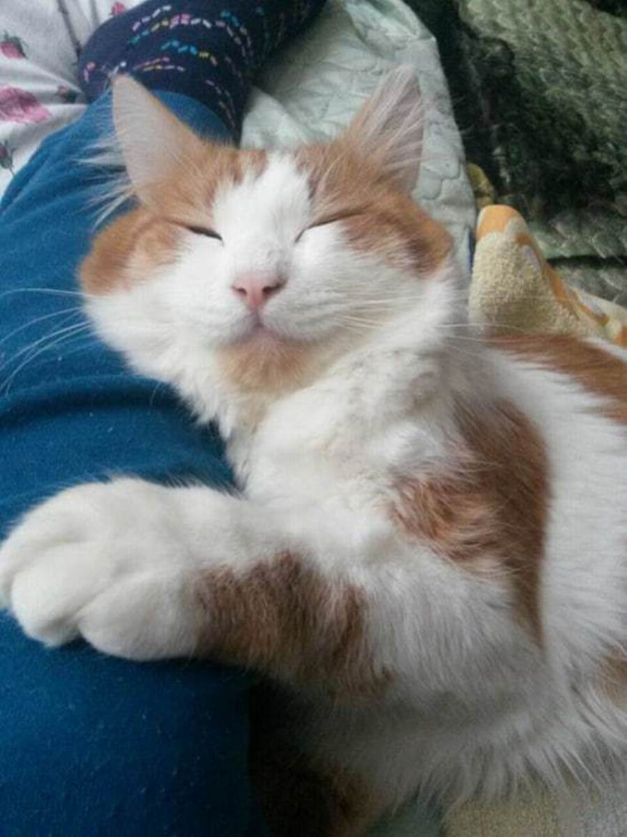 Фотомарафон Смартпресс домашние животные 3.jpg Фотомарафон Смартпресс домашние животные 3.jpg