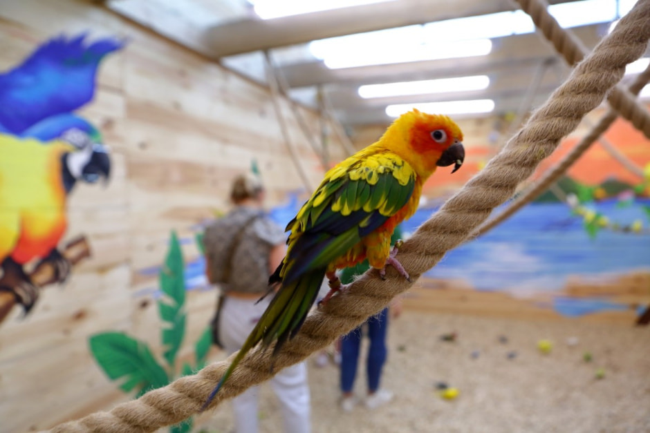 Попугайня в Витебске 21.jpg