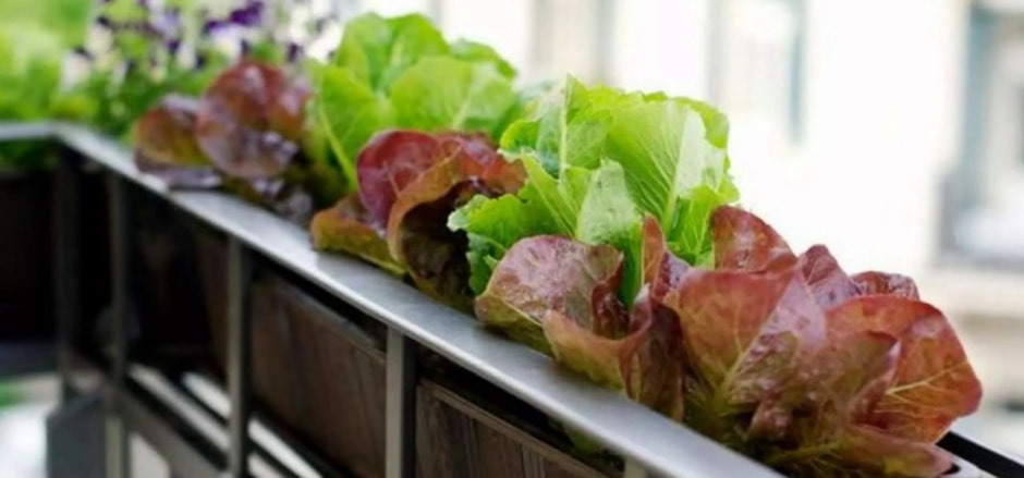 салат салат3.jpg