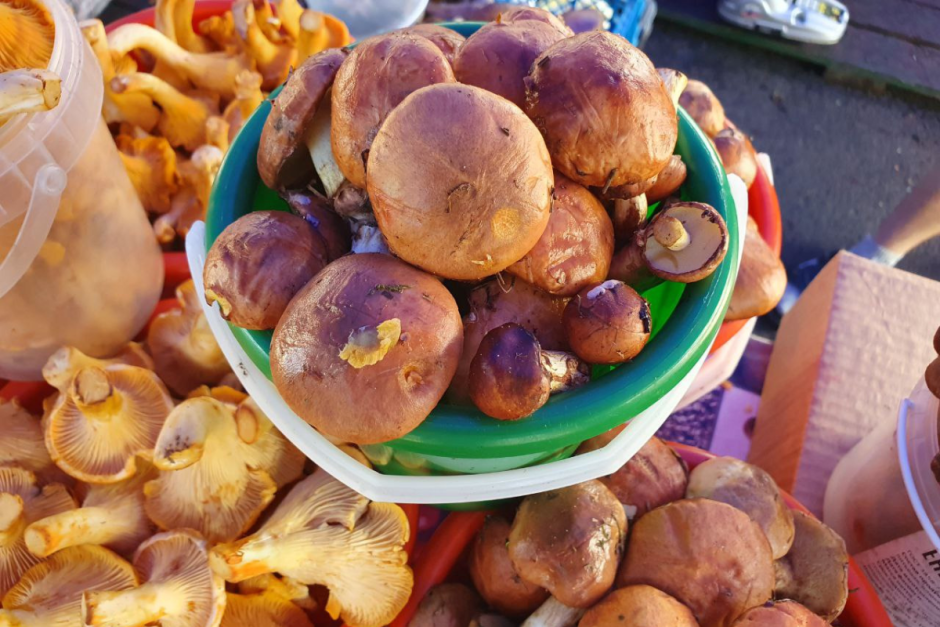 Грибы на Комаровке 5.png