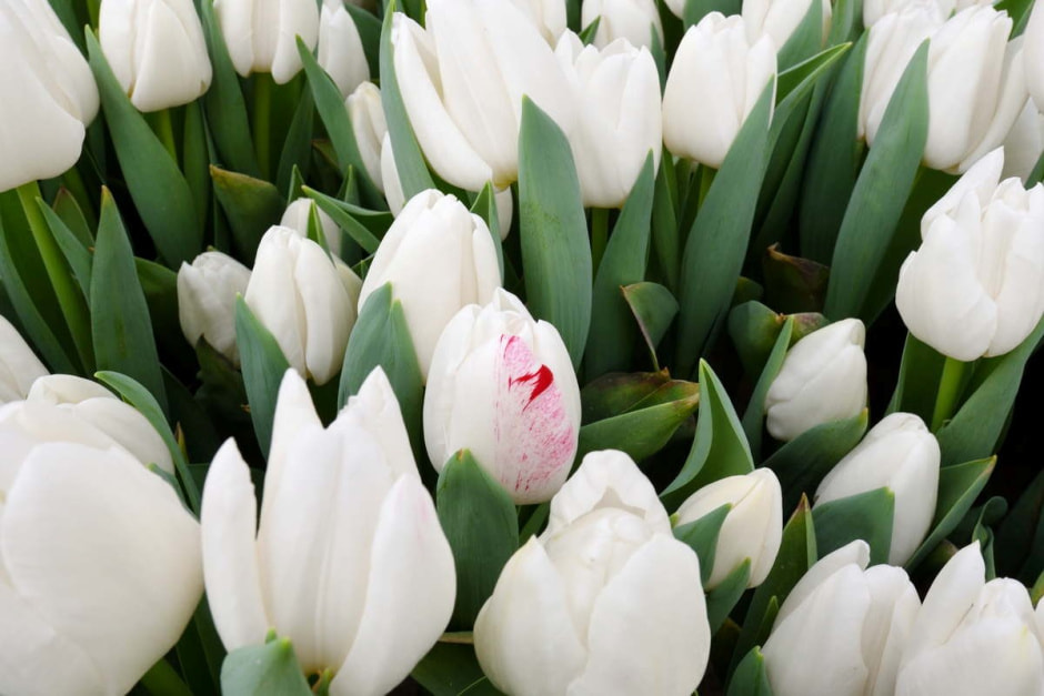 Как на Полесье выращивают тюльпаны 13.jpg