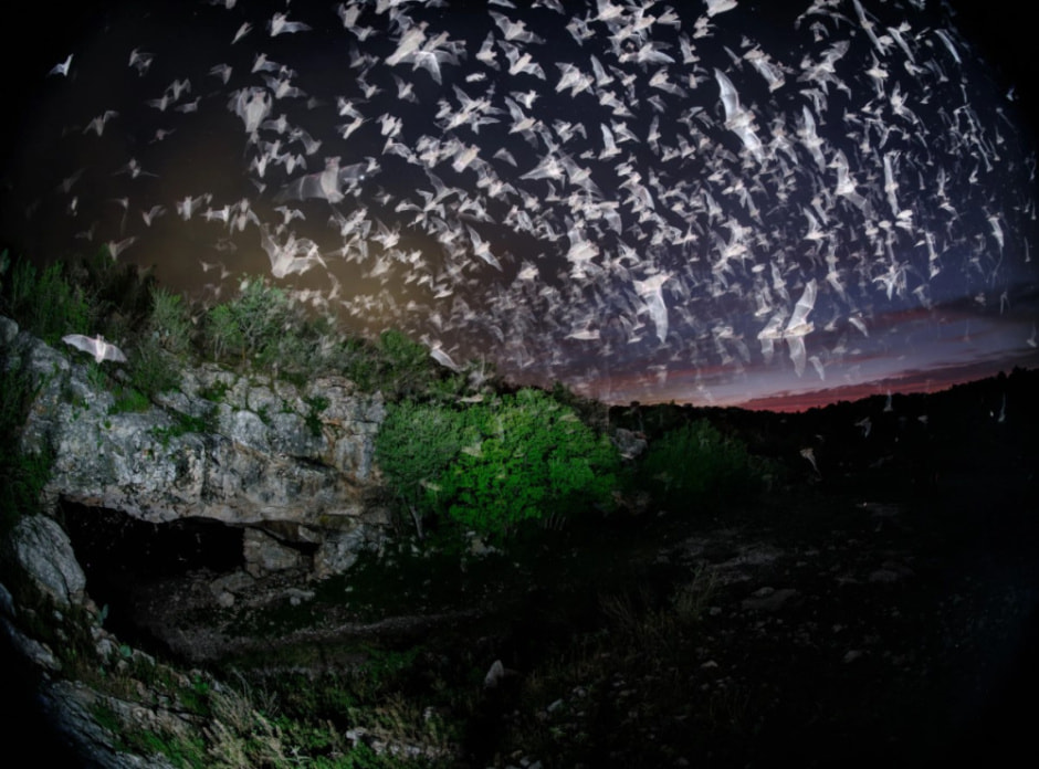 Летучие мыши .jpg