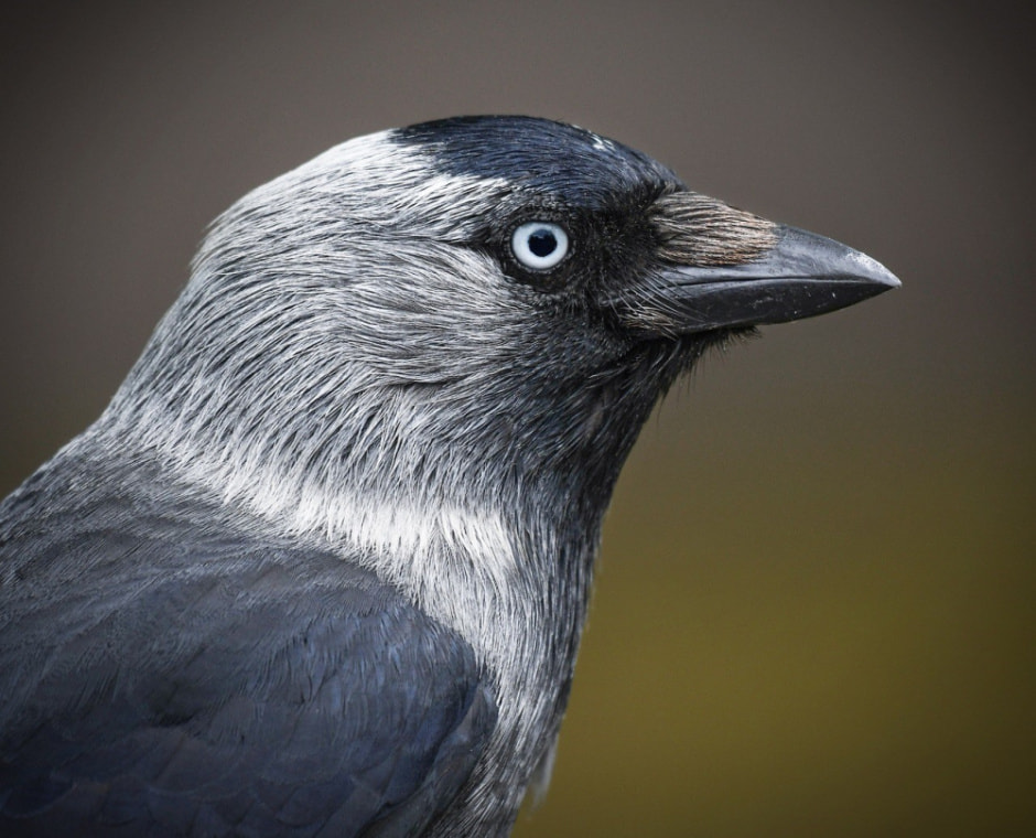 Врановые птицы Беларуси 2.jpg