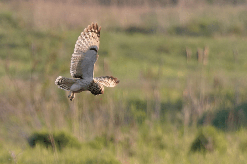 Хищные птицы Беларуси 10.png