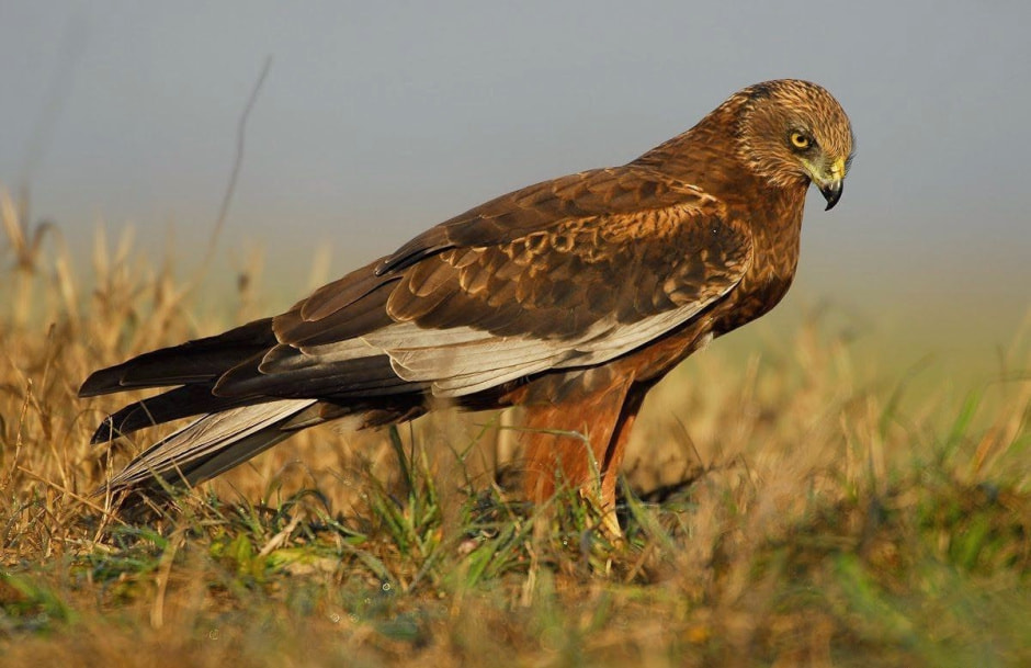 Болотный лунь 8.jpg