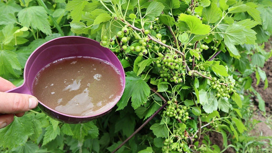Советы для урожая ягод 6.jpg