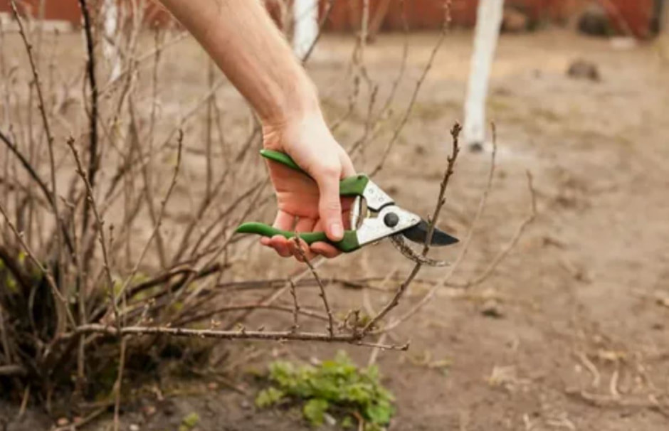 обрезка деревьев обрезка деревьев