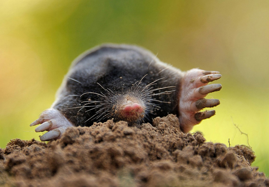 Что мы знаем о кроте 12.png