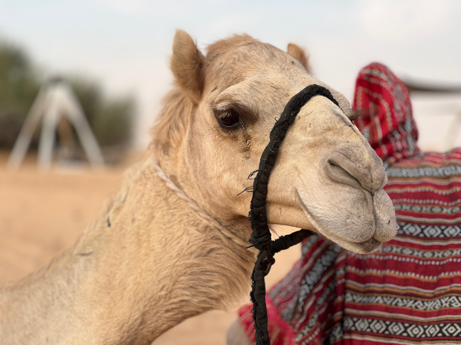 новинки дубаи00024.png