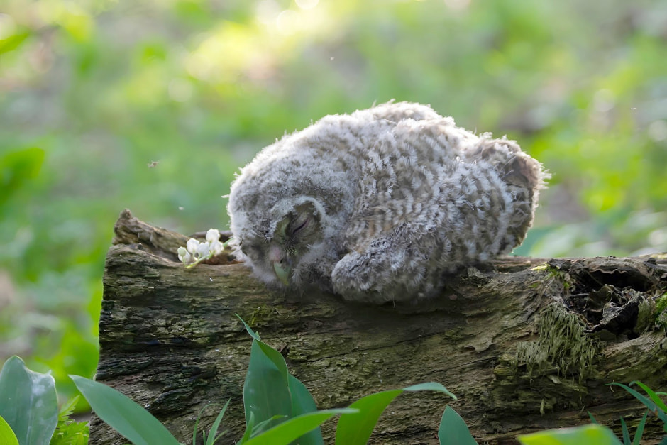 Заказник Выгонощанское 16.jpg