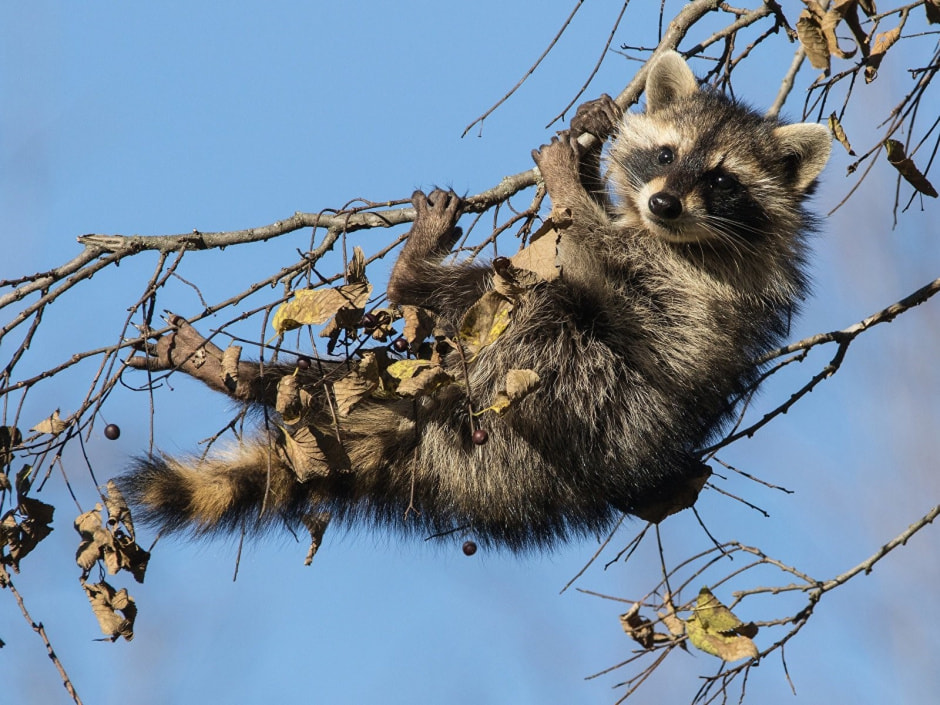 Енот-полоскун 13.jpg