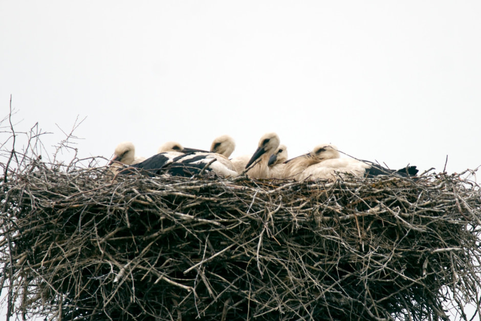 аисты птенцы.jpg