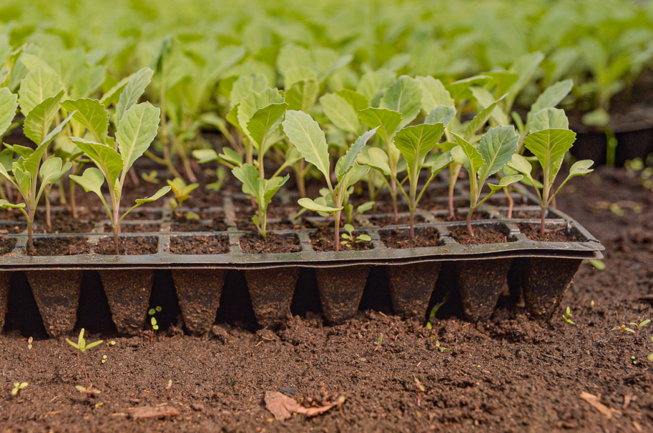 Две семьи выращивают огурцы и клубнику 10.png