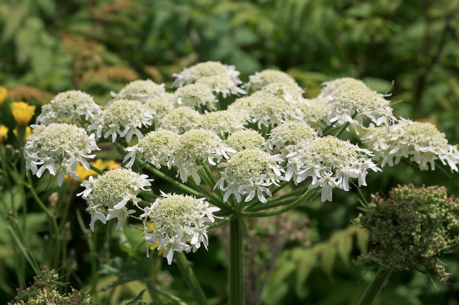 Борщевик Сосновского 12_Борщевик Сибирский.jpg