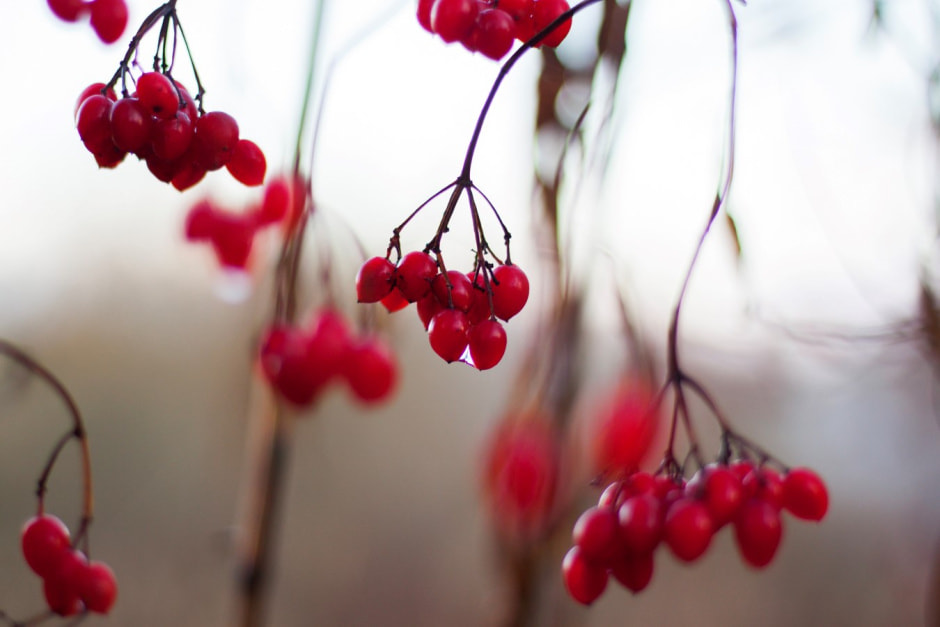 Агроусадьба Сосновый Бор 4.jpg