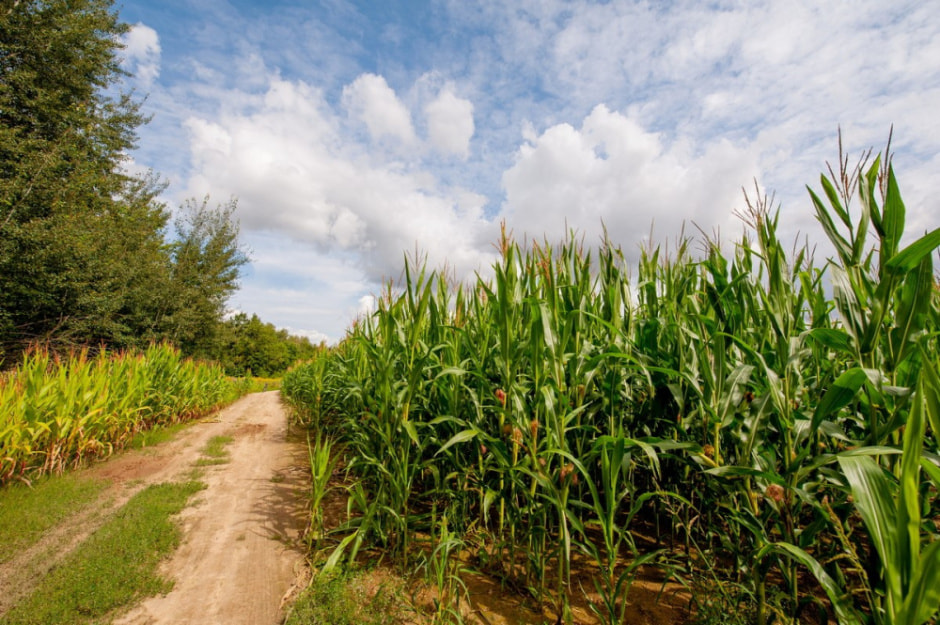 Детство в дереввне 4.jpg