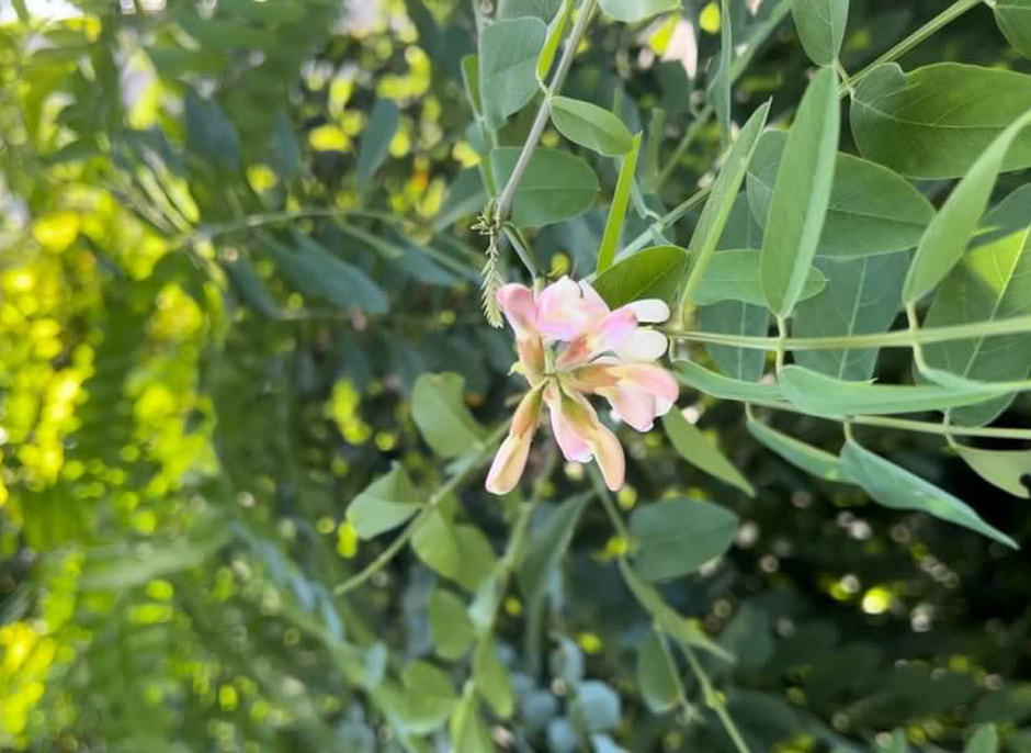 Повторное цветение 5.jpeg