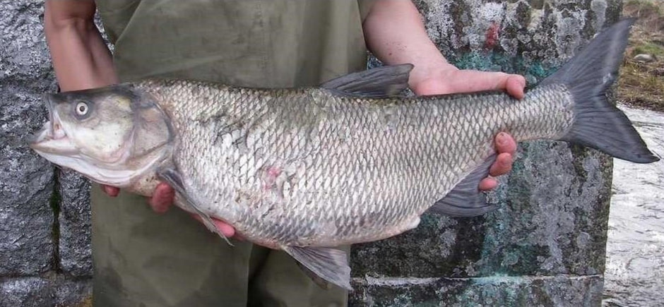 Рыбный мир Беларуси 11.jpg Рыбный мир Беларуси 11.jpg