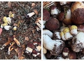 “Новый вид?!” – Профессиональный белорусский грибник нашел необычные боровики