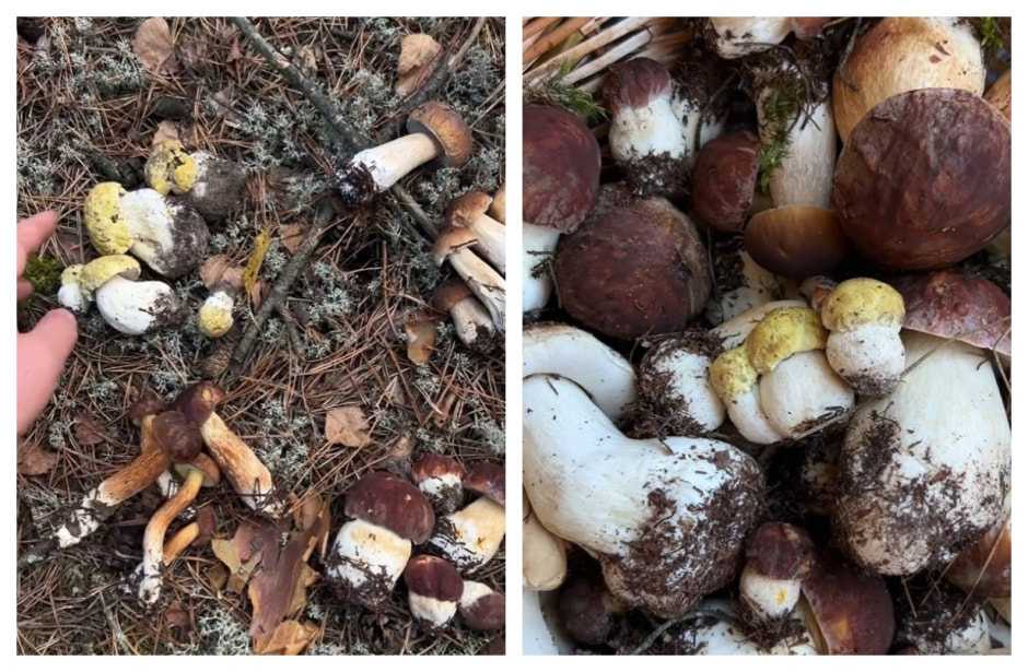 желтые боровики