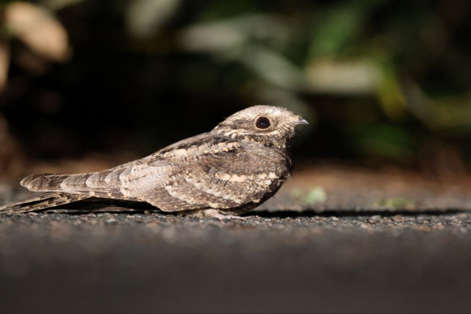 Сергей Резов и бердвотчинг 10.jpg