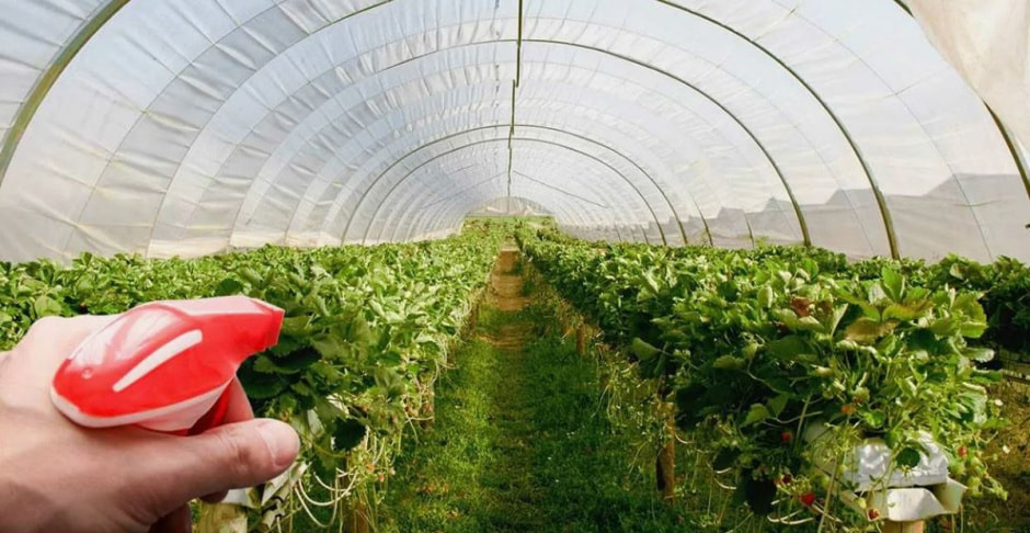 обработка теплицы.jpg