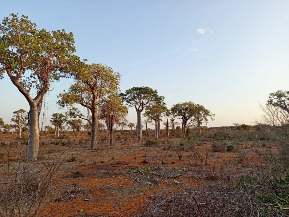 Мадагаскар 10.jpg