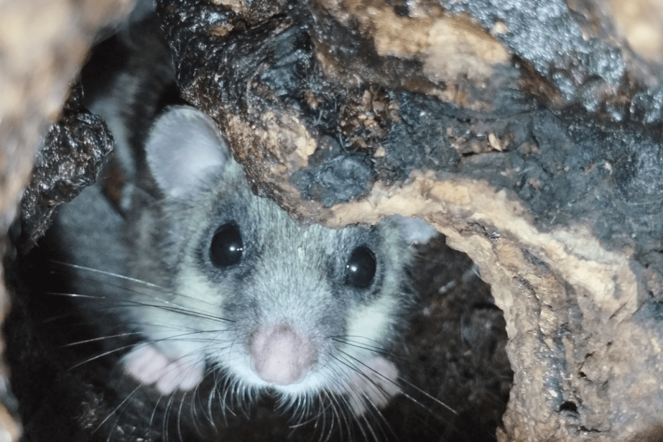 Соня-полчок 12.png