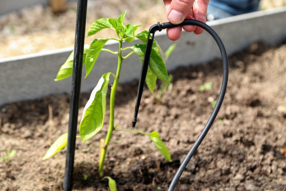 капельный полив на даче