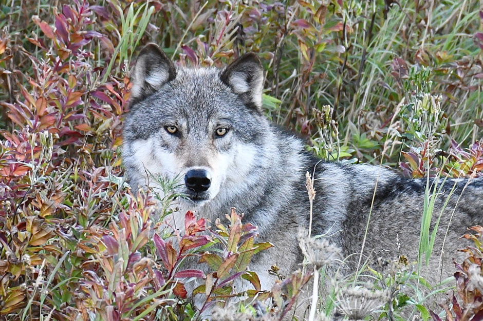 Следы животных 9.jpg