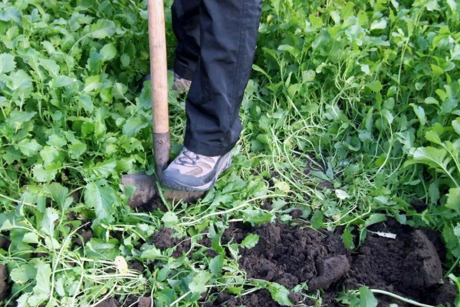 сидераты 1.jpg сидераты 1.jpg