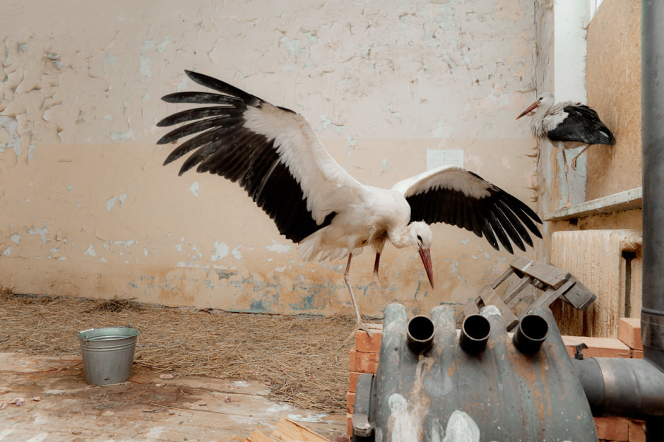 Зимовка аистов в деревне Высокое 7-1.jpg