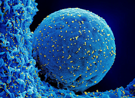 Почему некоторые люди умирают от “безобидных” инфекций? Виной тому мутации