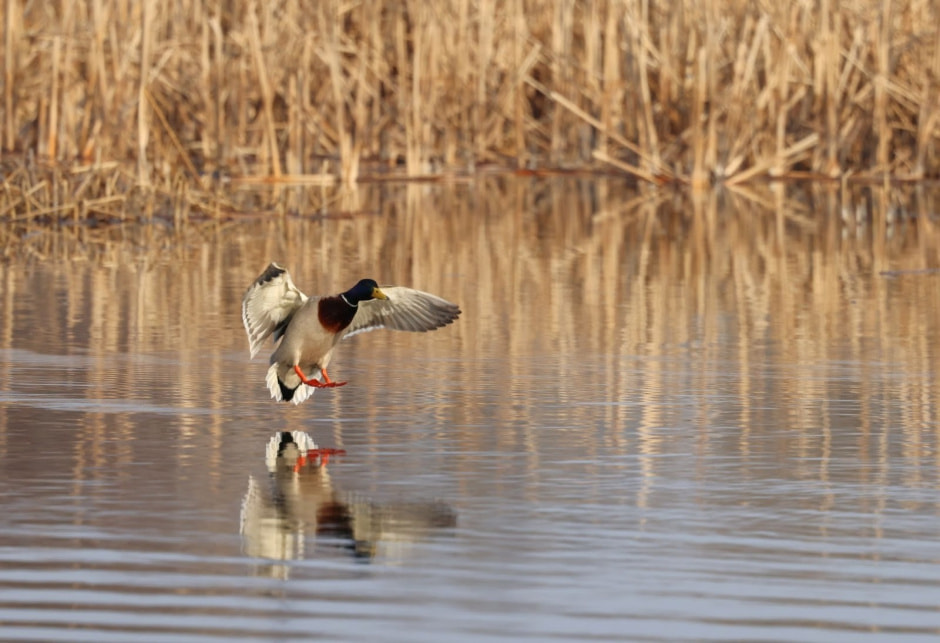 33-Селезень кряквы.jpg