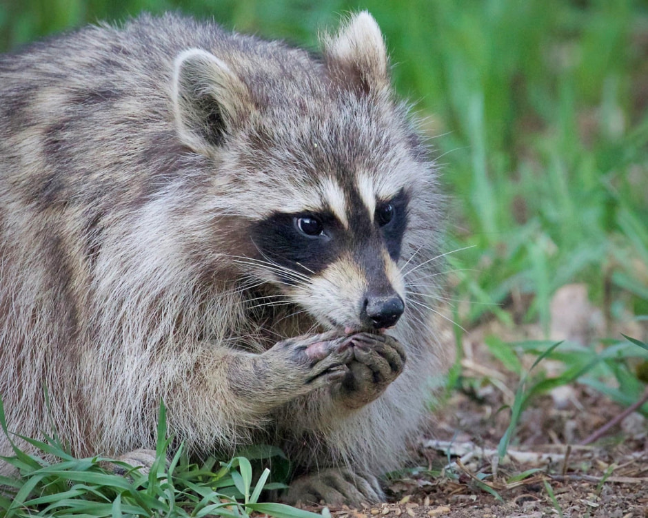 Енот-полоскун 10.jpg