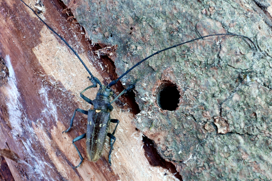 Где зимуют насекомые 3.png