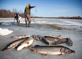 Минсельхозпрод предложил ввести нормы на вылов некоторой рыбы и любительский билет в Беларуси