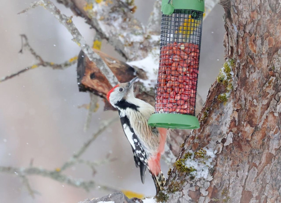 Зимние птицы в городе 12_Дятел.jpg