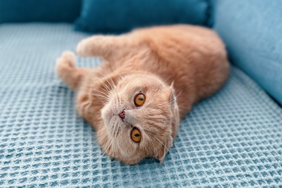 Шотландский вислоухий кот