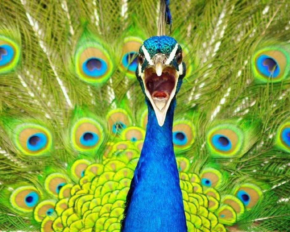 Павлин ornella.club.jpg