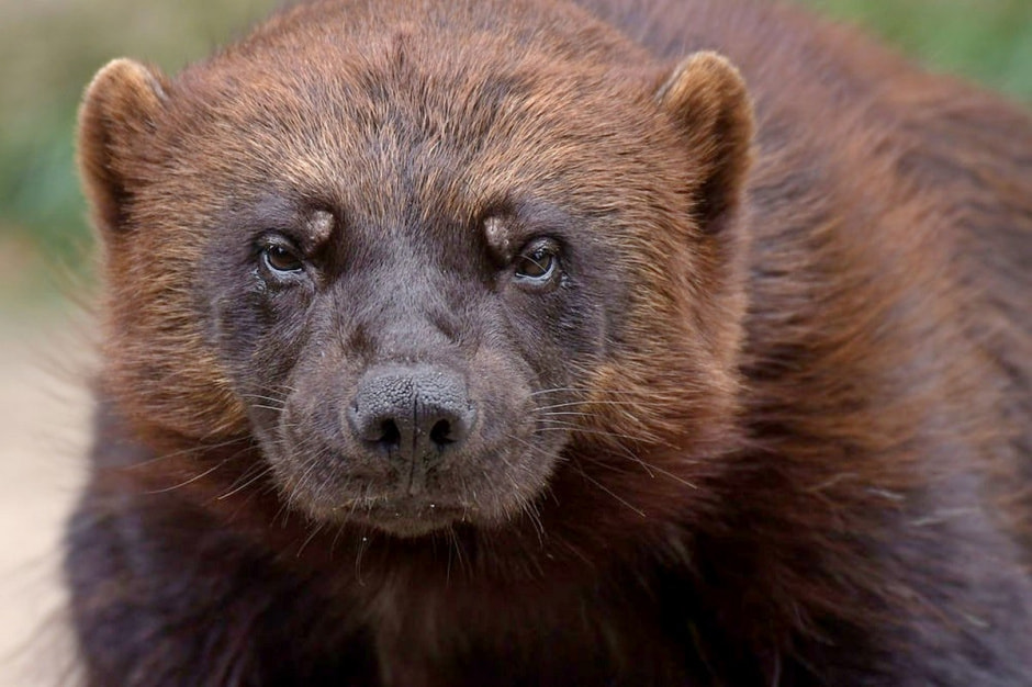 Росомаха 6.jpg