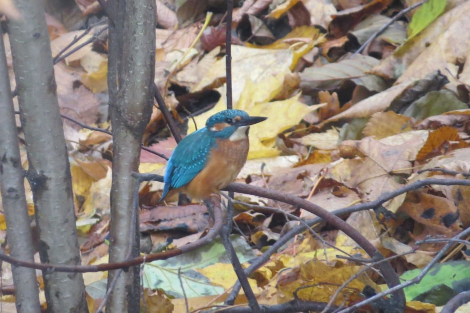 Зимородок 9.jpg