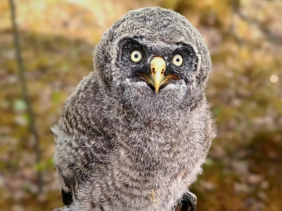 17-Птенец бородатой неясыти.jpg