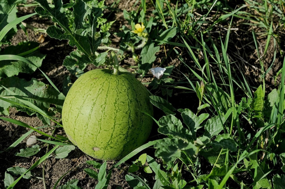 Деревня Глядовичи 32.jpg