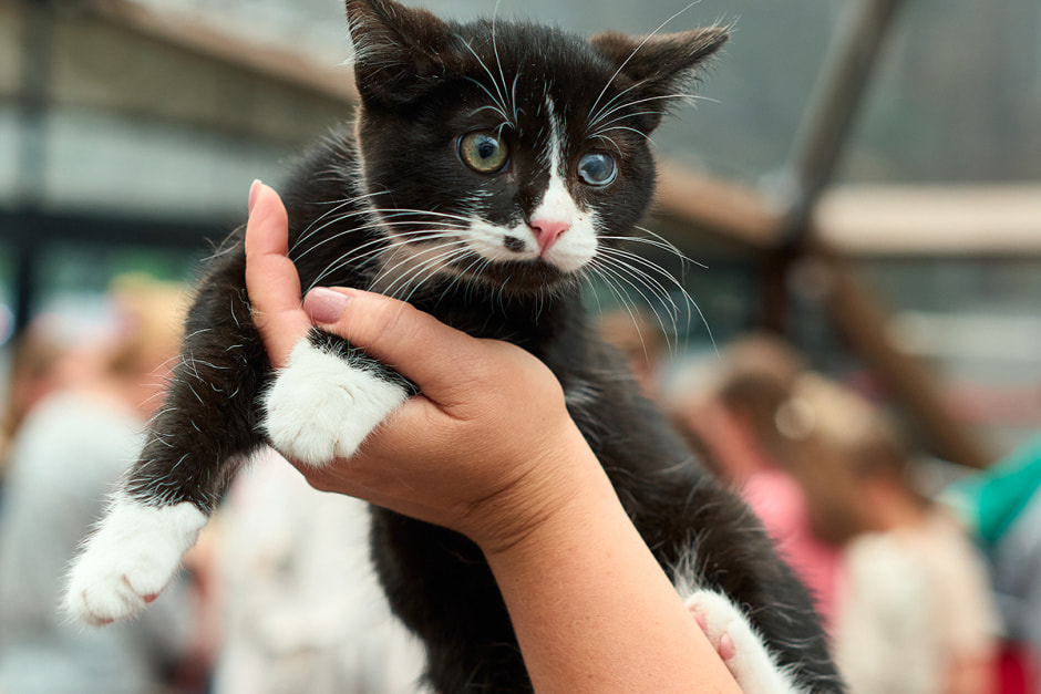 фестиваль “Хвостатый двор”