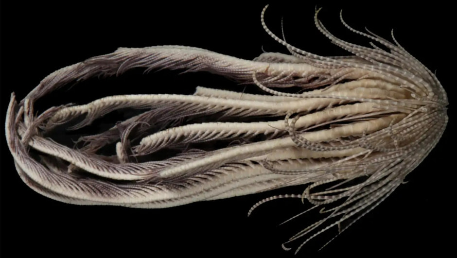 Клубничное существо.jpg